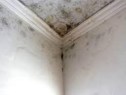  Altoona, IA Mold Removal Pros