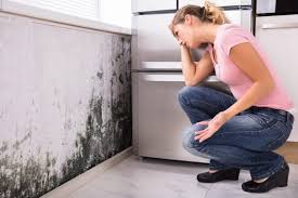 Best Commercial Mold Inspection in Altoona, IA